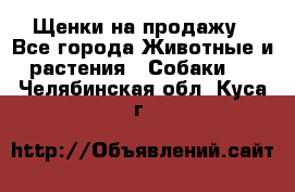 Щенки на продажу - Все города Животные и растения » Собаки   . Челябинская обл.,Куса г.